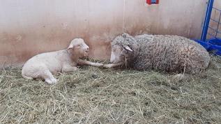 Sheep at Lismore Sheep Farm